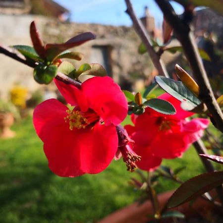 Zia Chiarina Bed & Breakfast San Nicolo Gerrei Exterior photo